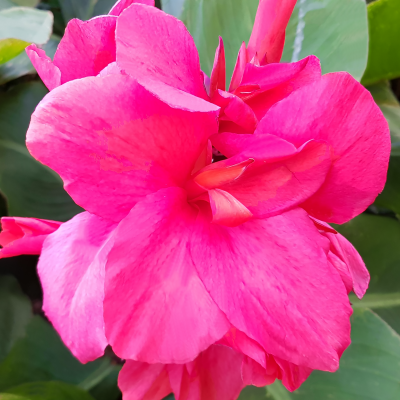 Canna  Paciorecznik Aida 1szt