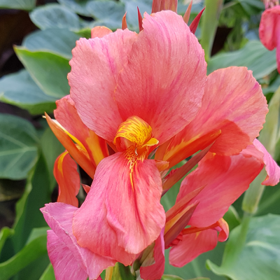 Canna  Paciorecznik Orchid 1szt