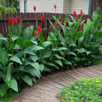 Canna Firebird