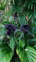 tacca chantrieri.jpg