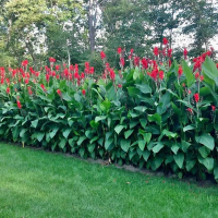 Canna Firebird