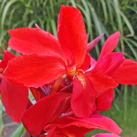 Canna Firebird