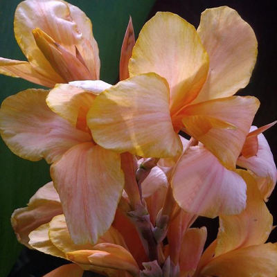 Canna  Paciorecznik Angel Martin 1szt