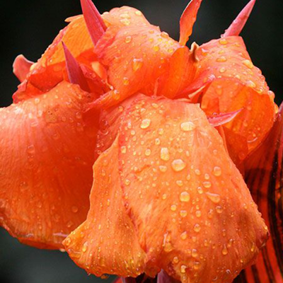 Canna  Paciorecznik Orange Beauty 1szt