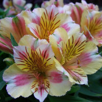 Alstroemeria Venus