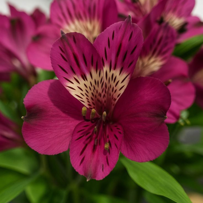 Alstroemeria Jupiter 1szt