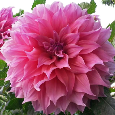 Dalia talerzowa Arthur Hambley 1szt