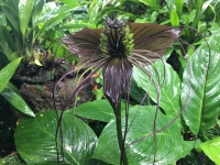 tacca chantrieri.jpg