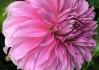 Dalia talerzowa Babylon Lilac