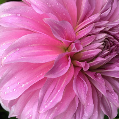 Dalia talerzowa Babylon Lilac 1szt