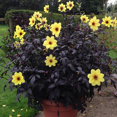 Dalia ciemnolistna Bishop of York 1szt