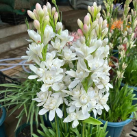Polianthes tuberosa