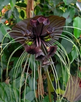 tacca chantrieri.jpg