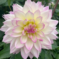 Dalia Crazy Love