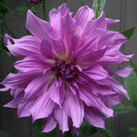 Dalia talerzowa Lavender Ruffle