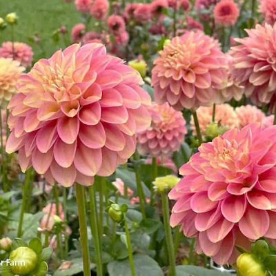 Dalia lotosowa Milena Fleur 1szt
