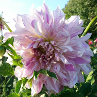 Dalia talerzowa Moms Special