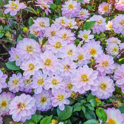 Dalia lotosowa Pacific Jewel 1szt