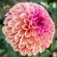Dalia pomponowa Palmares