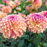 Dalia pomponowa Palmares