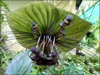 tacca green isle.jpg