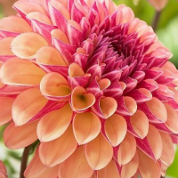 Dalia pomponowa Palmares