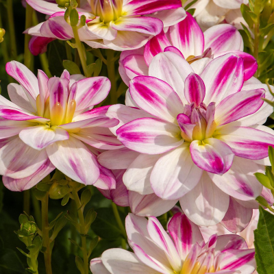 Dalia lotosowa Saint Martin 1szt