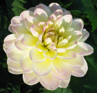 Dalia lotosowa Sandia Serenity
