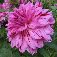 Dalia dekoracyjna Santander