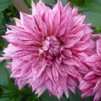 Dalia dekoracyjna Santander