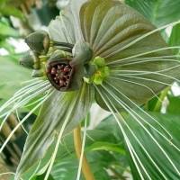 tacca green isle.jpg