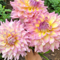 Dalia talerzowa Strawberry Ice