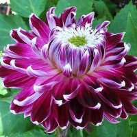 Dalia dekoracyjna Vancouver