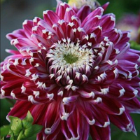 Dalia dekoracyjna Vancouver