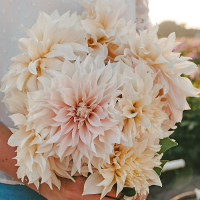 Dalia talerzowa Cafe au Lait