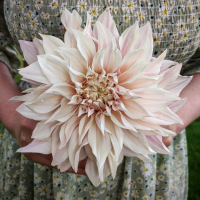 Dalia talerzowa Cafe au Lait