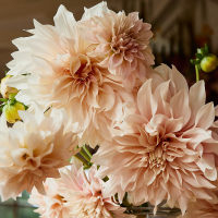 Dalia talerzowa Cafe au Lait