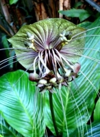 tacca green isle.jpg