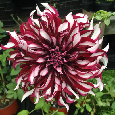 Dalia talerzowa Tartan 1szt