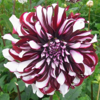Dalia talerzowa Tartan
