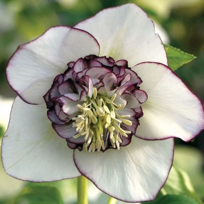 Ciemiernik anemonowy Winter Emotions Anemone Picotee 1szt