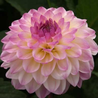 Dalia pomponowa El Paso