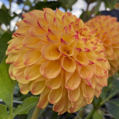 Dalia pomponowa Sunny Boy 1szt 