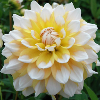 Dalia dekoracyjna Seattle 1szt