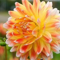 Dalia dekoracyjna Peaches and Cream