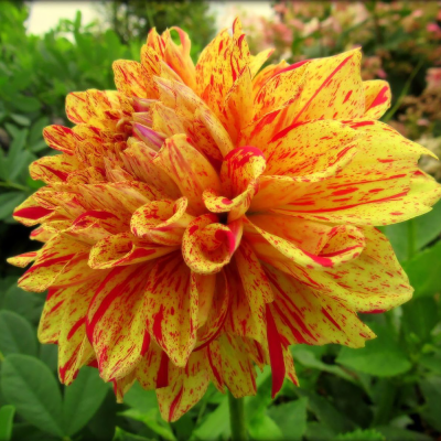 Dalia dekoracyjna Cambridge 1szt