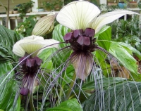 tacca nivea .jpg