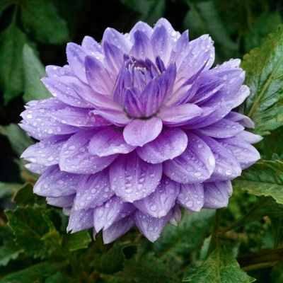 Dalia dekoracyjna Blue Boy 1szt