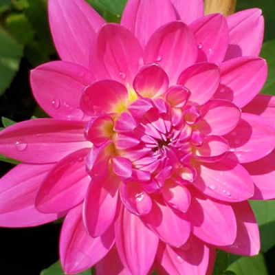 Dalia dekoracyjna Rosella 1szt