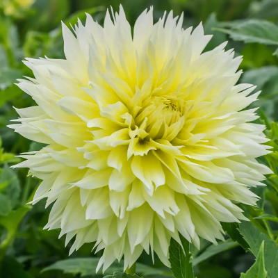 Dalia dekoracyjna Canary Fubuki 1szt